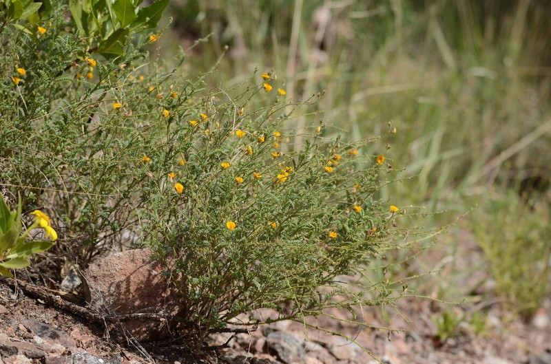 Adesmia cordobensis photo 7