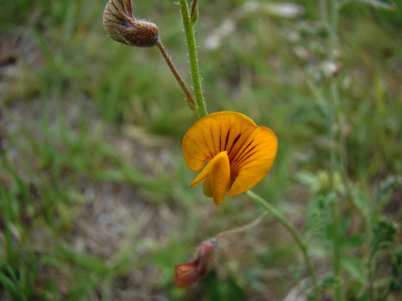 Adesmia cordobensis photo 8