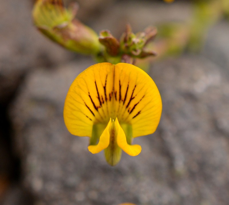 Adesmia coronilloides
