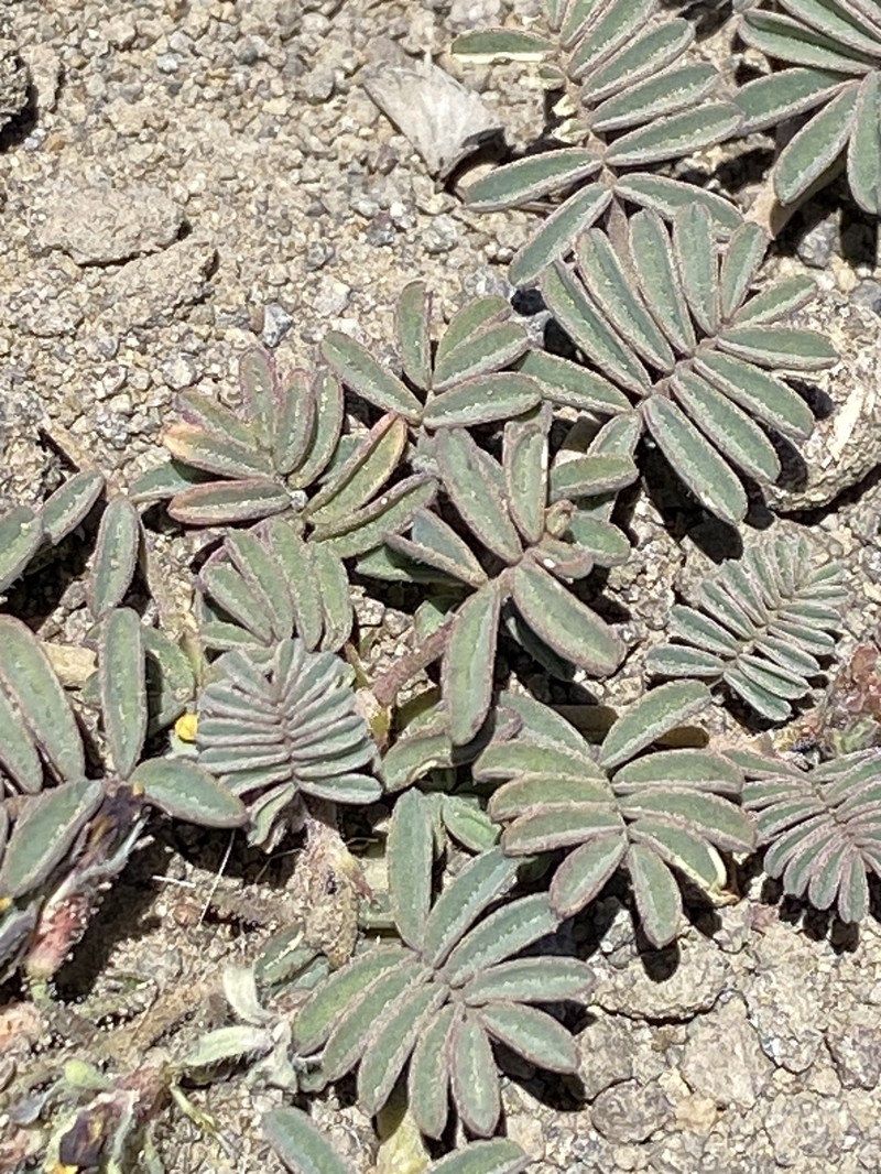 Adesmia coronilloides photo 2