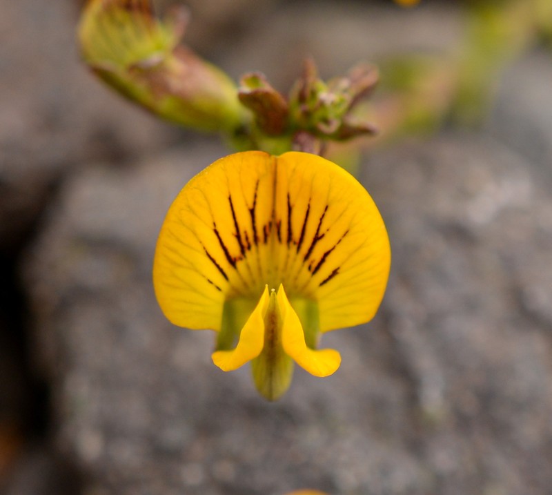 Adesmia coronilloides photo 3