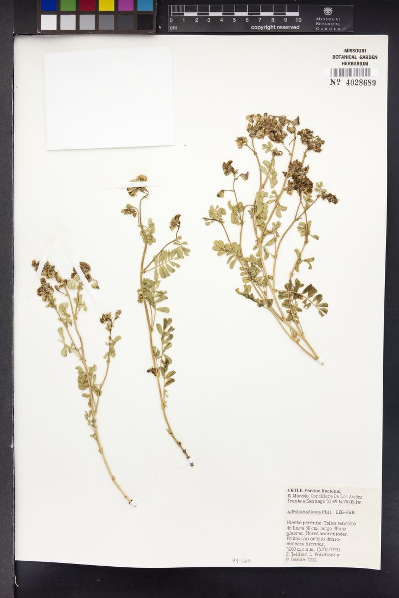 Adesmia coronilloides photo 4