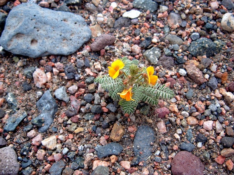 Adesmia corymbosa