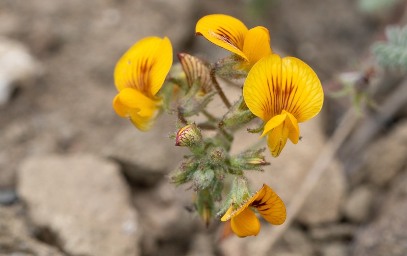 Adesmia corymbosa photo 2