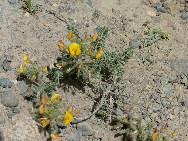 Adesmia corymbosa photo 3