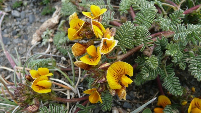 Adesmia corymbosa photo 4
