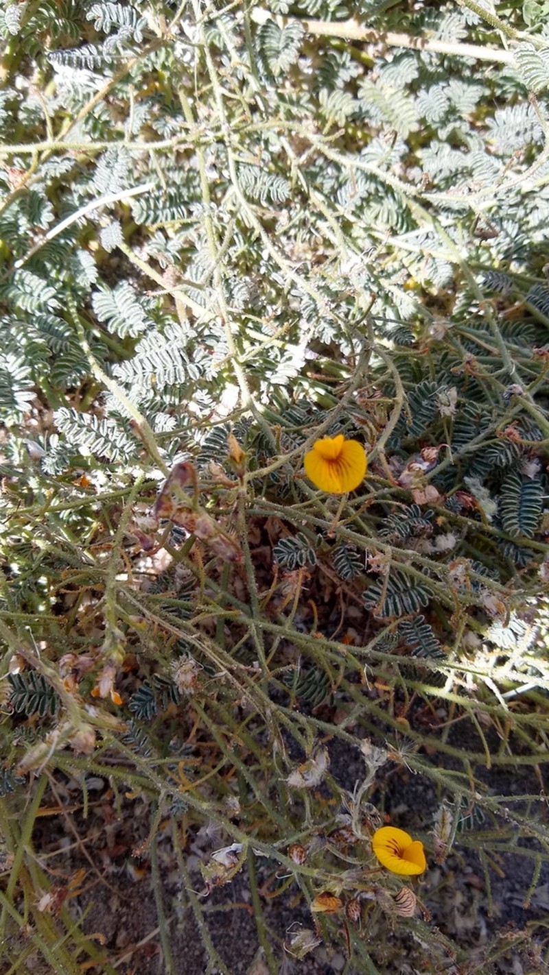 Adesmia corymbosa photo 5