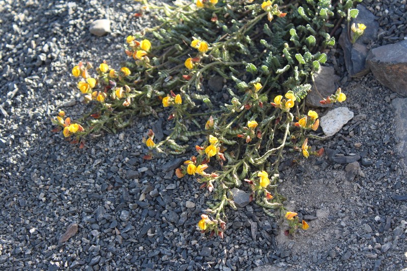 Adesmia corymbosa photo 6