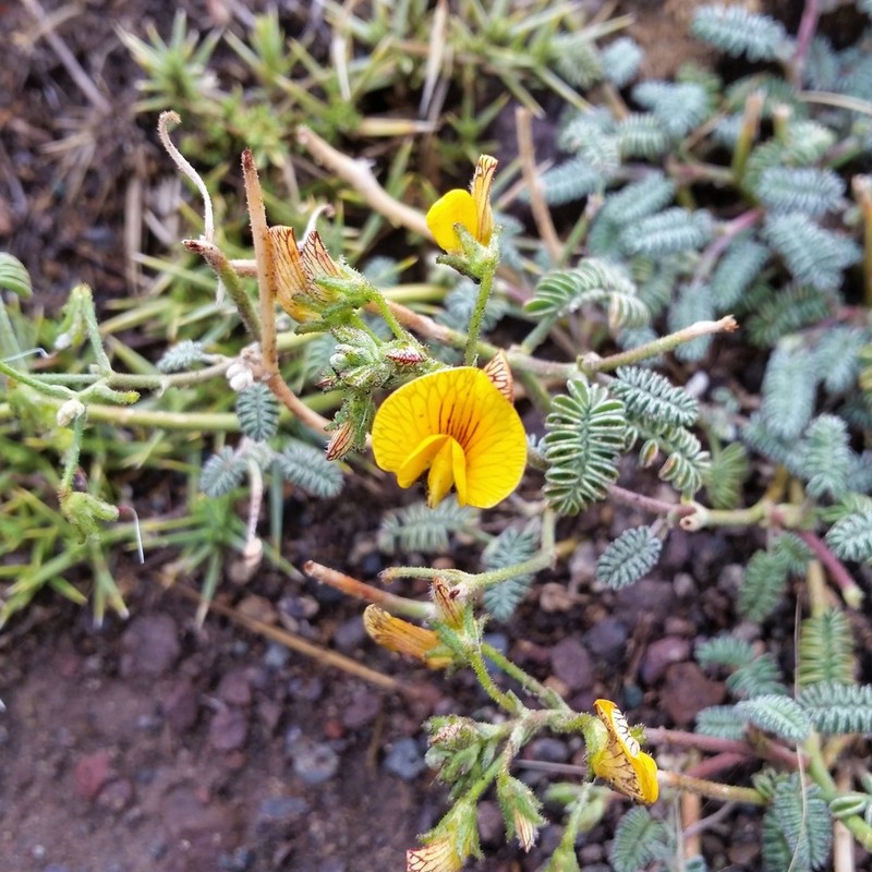 Adesmia corymbosa photo 7