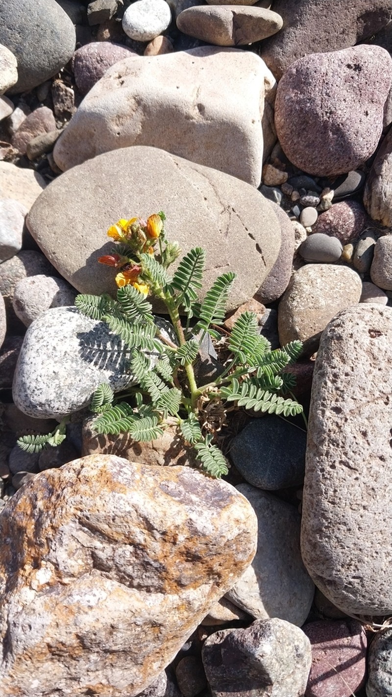 Adesmia corymbosa photo 8