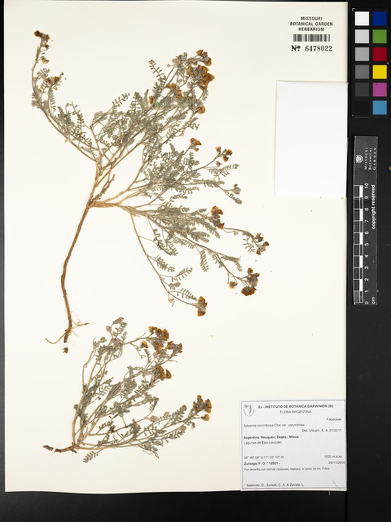 Adesmia corymbosa var. corymbosa
