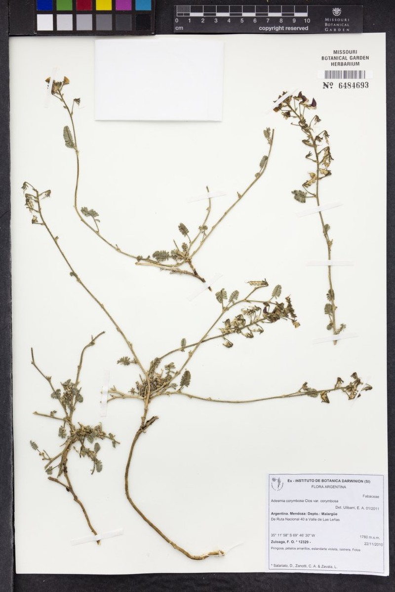 Adesmia corymbosa var. corymbosa photo 2