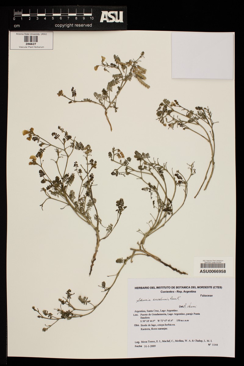 Adesmia corymbosa var. corymbosa photo 3