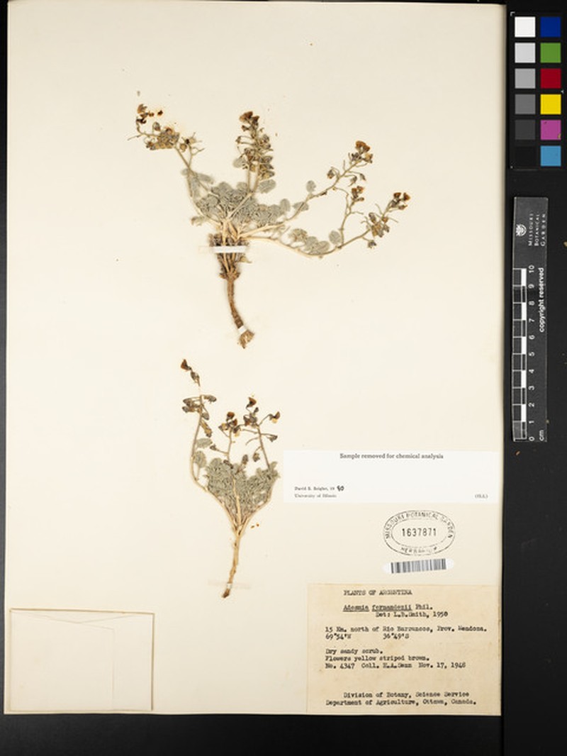 Adesmia corymbosa var. corymbosa photo 4