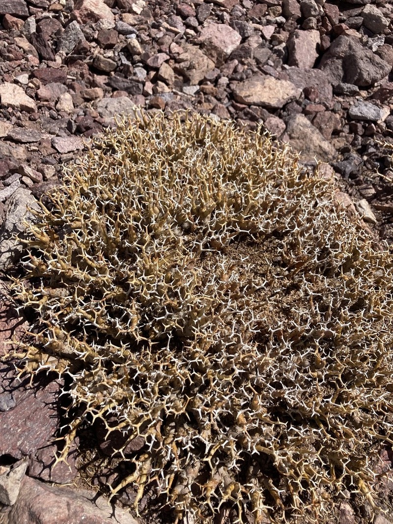 Adesmia crassicaulis