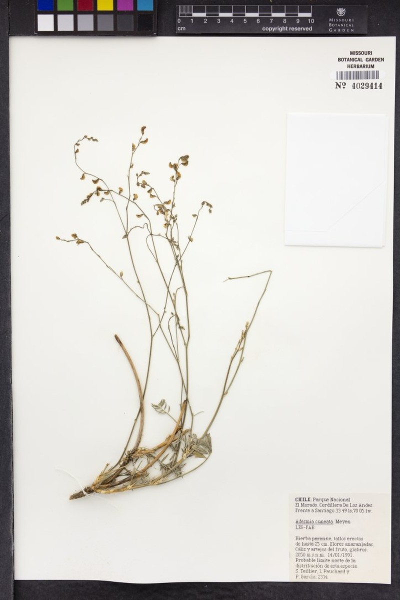 Adesmia cuneata