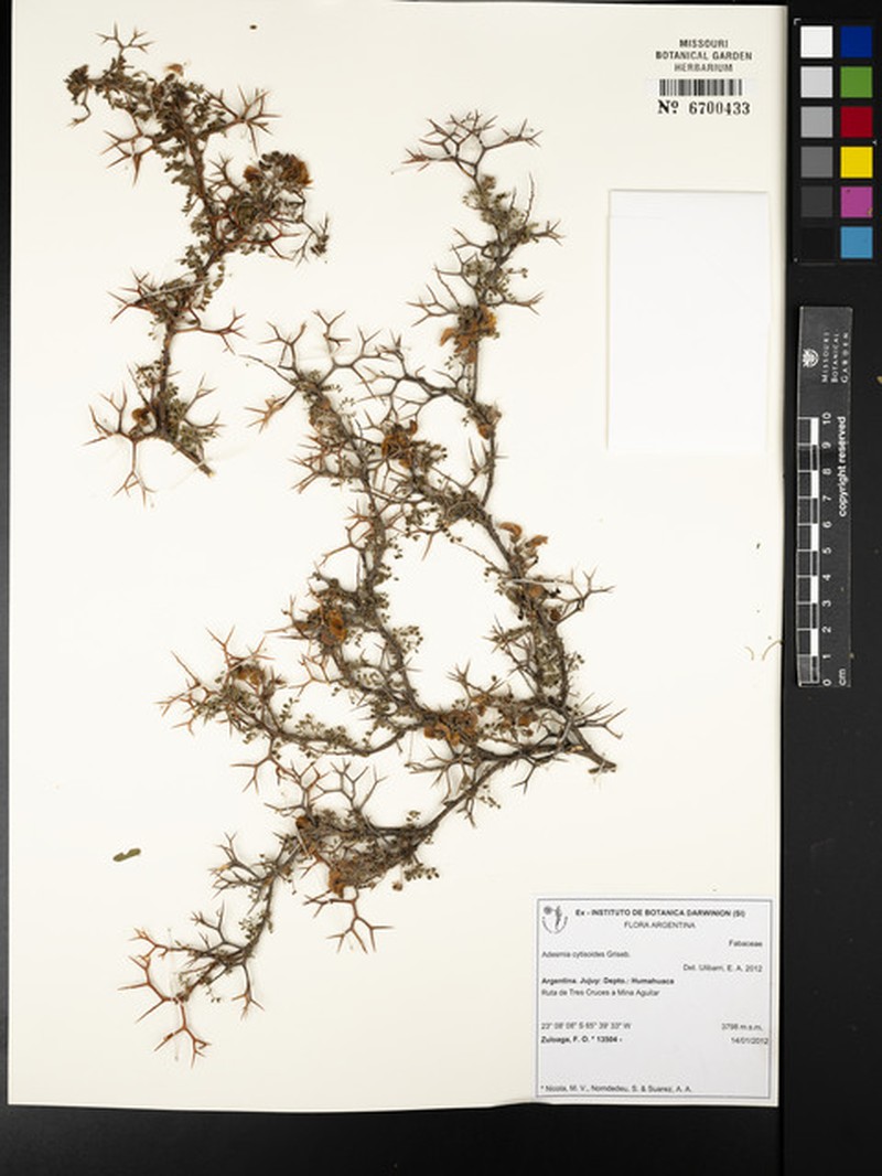 Adesmia cytisoides photo 2