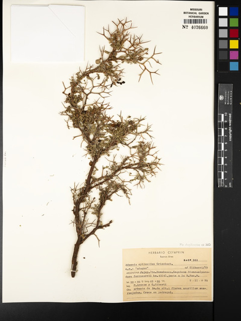 Adesmia cytisoides photo 3