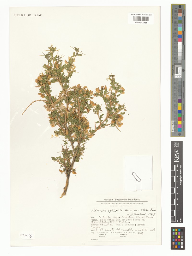 Adesmia cytisoides photo 5