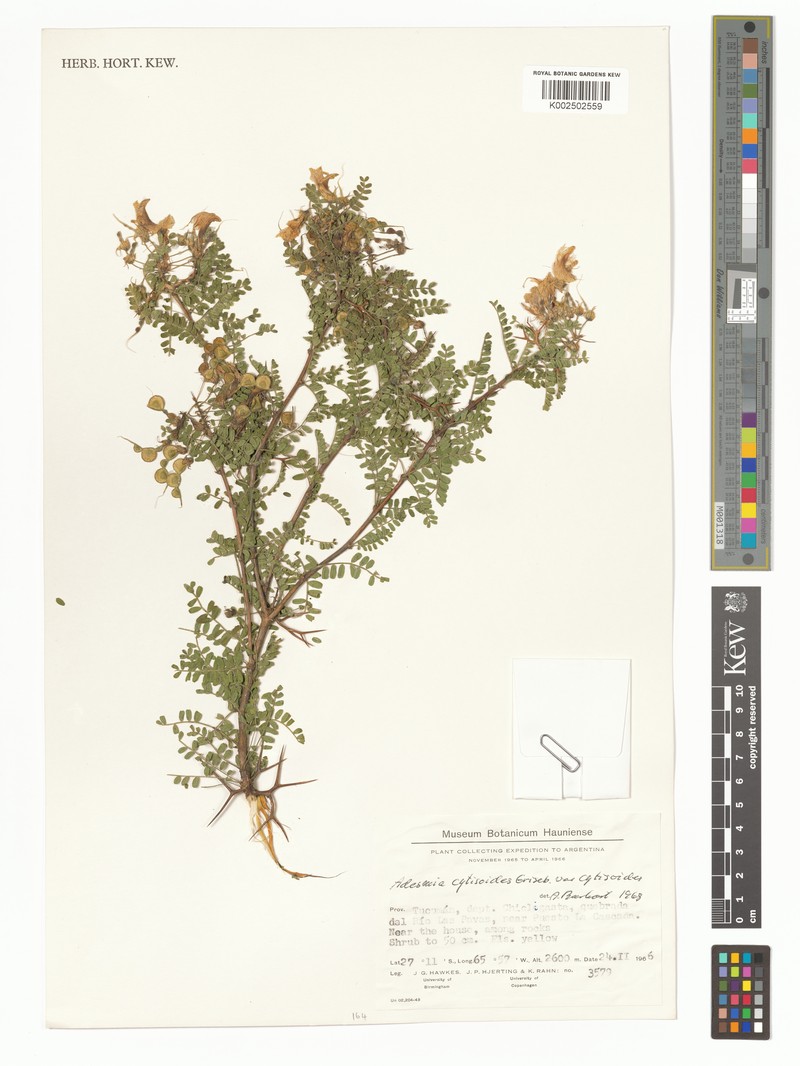 Adesmia cytisoides photo 6