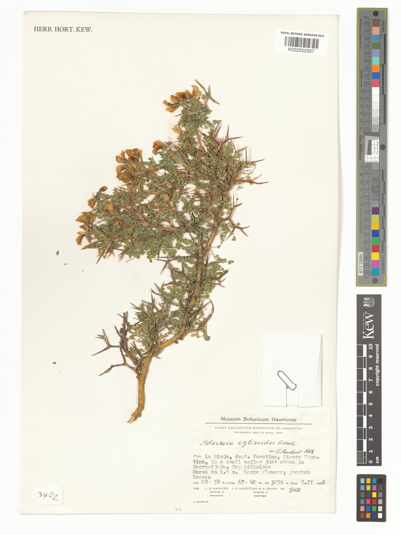 Adesmia cytisoides photo 7