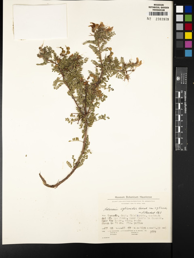 Adesmia cytisoides var. cytisoides