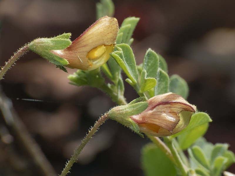 Adesmia denticulata