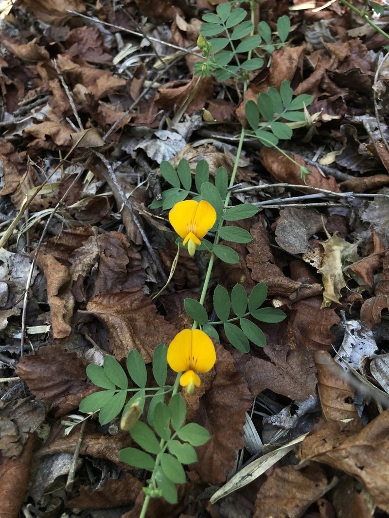 Adesmia denticulata photo 2