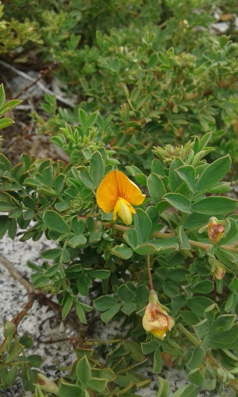 Adesmia denticulata photo 3