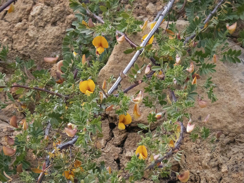 Adesmia denticulata photo 4