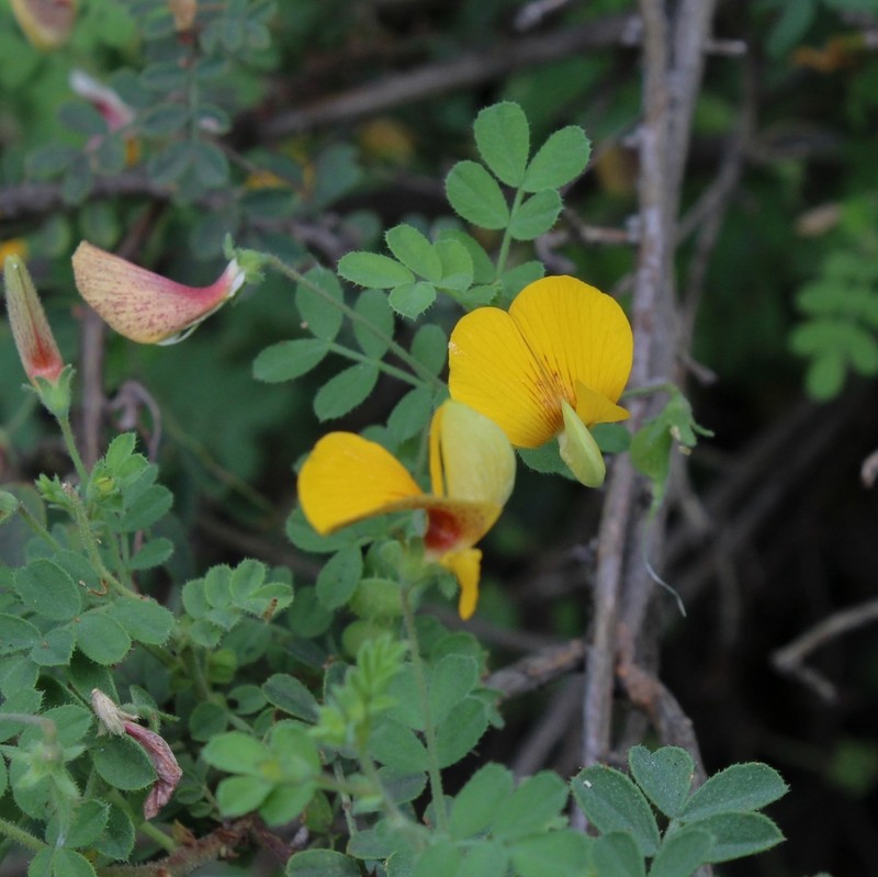 Adesmia denticulata photo 5
