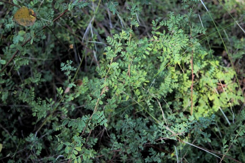 Adesmia denticulata photo 6