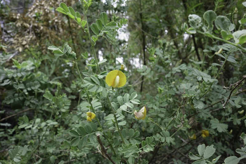 Adesmia denticulata photo 7