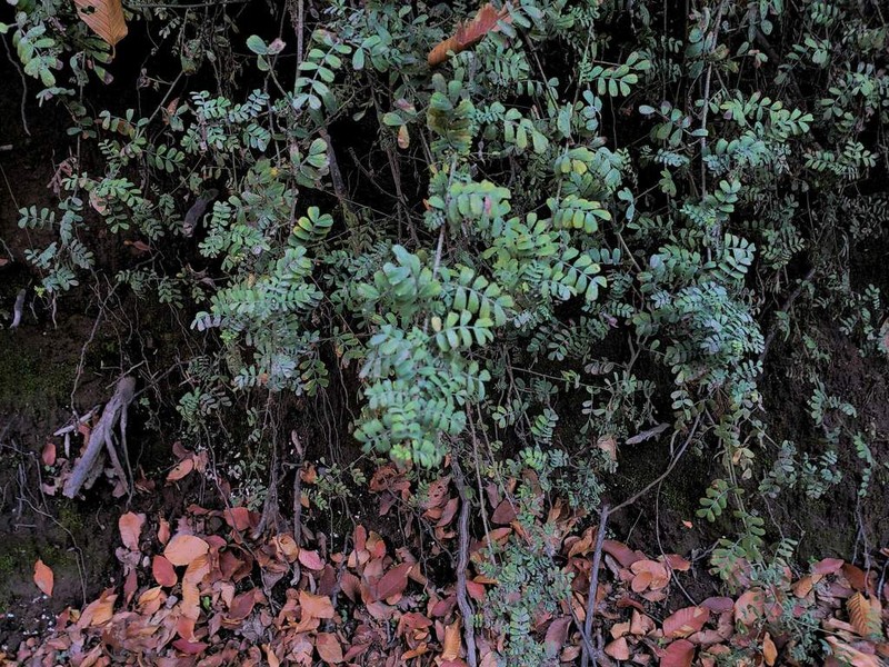 Adesmia denticulata photo 8
