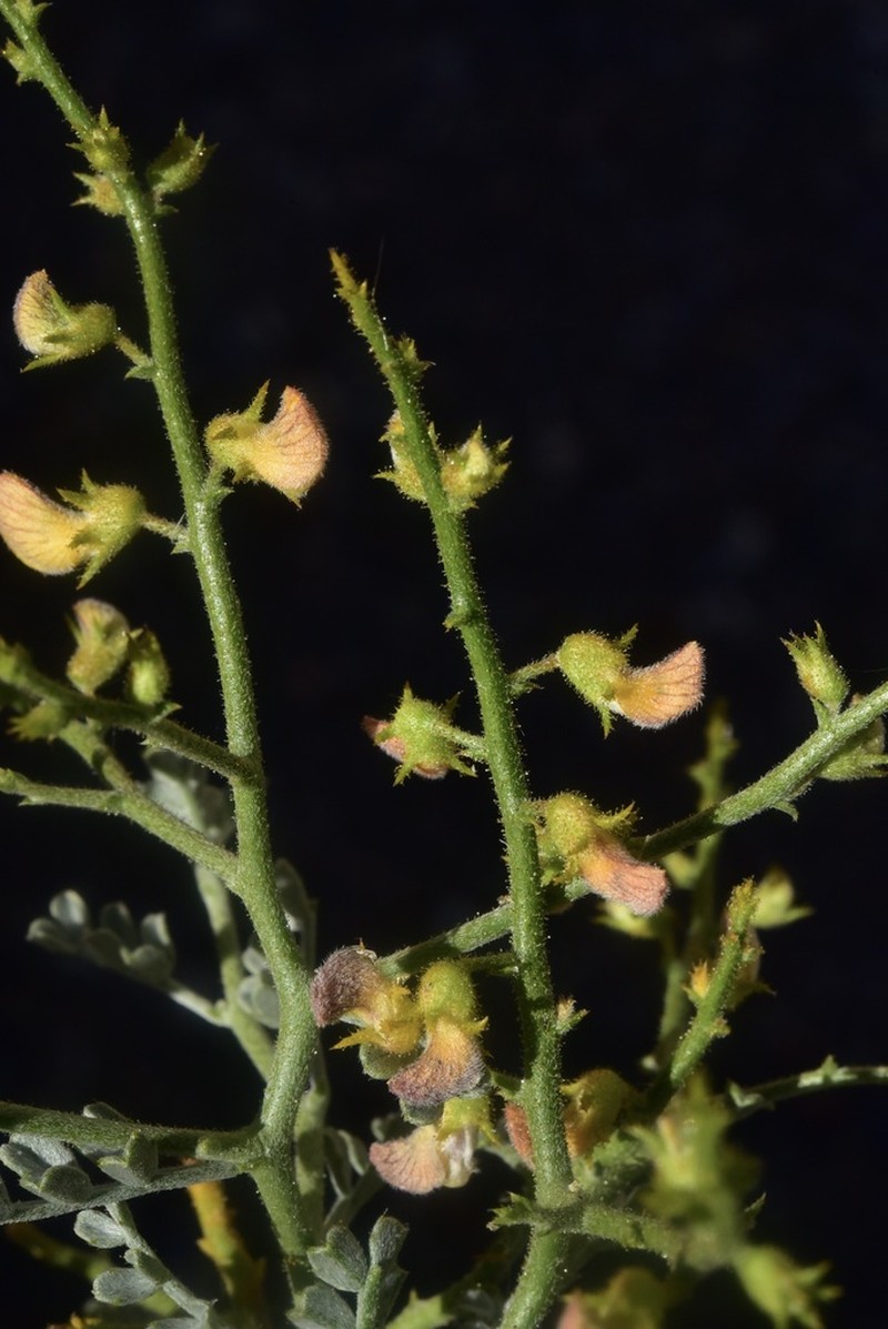 Adesmia dichotoma