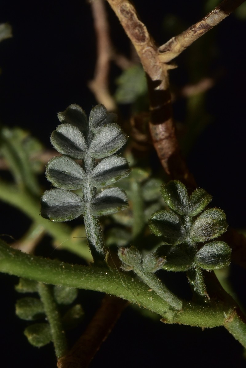 Adesmia dichotoma photo 2
