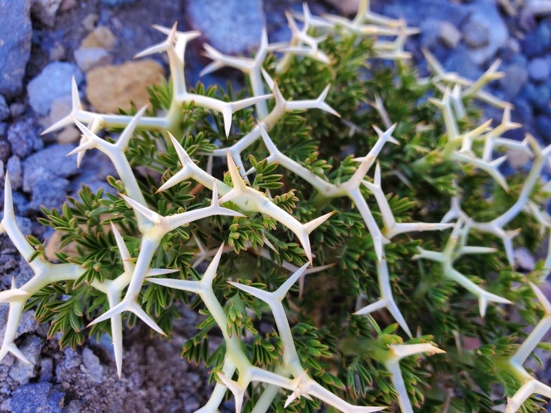Adesmia echinus