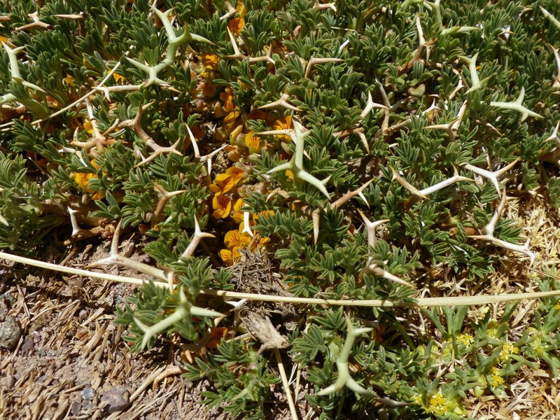 Adesmia echinus photo 2