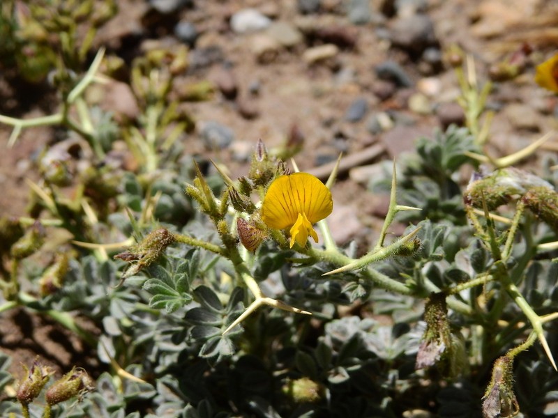Adesmia echinus photo 3