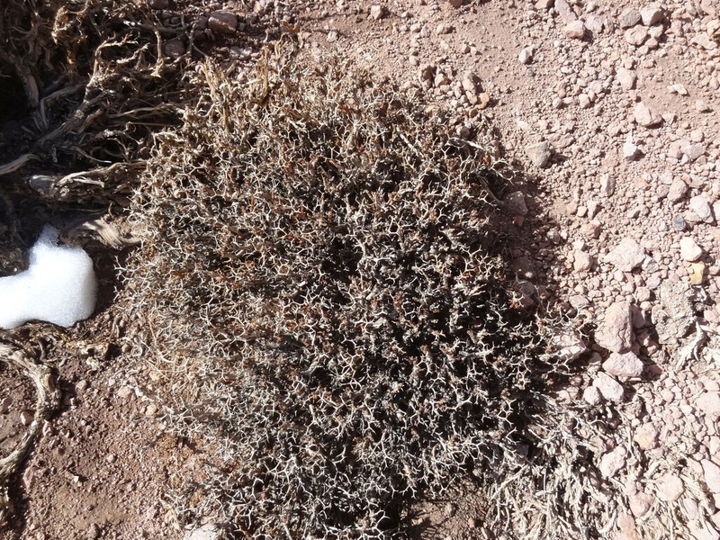 Adesmia echinus photo 4