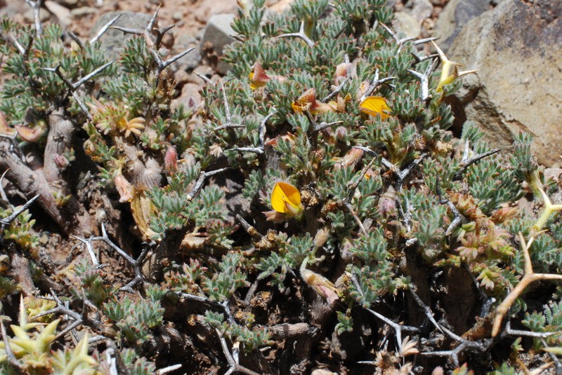 Adesmia echinus photo 5