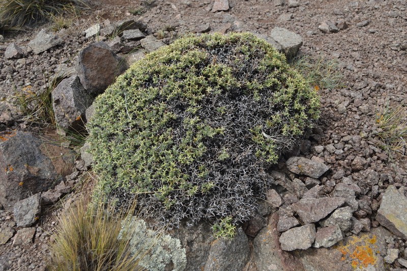 Adesmia echinus photo 7