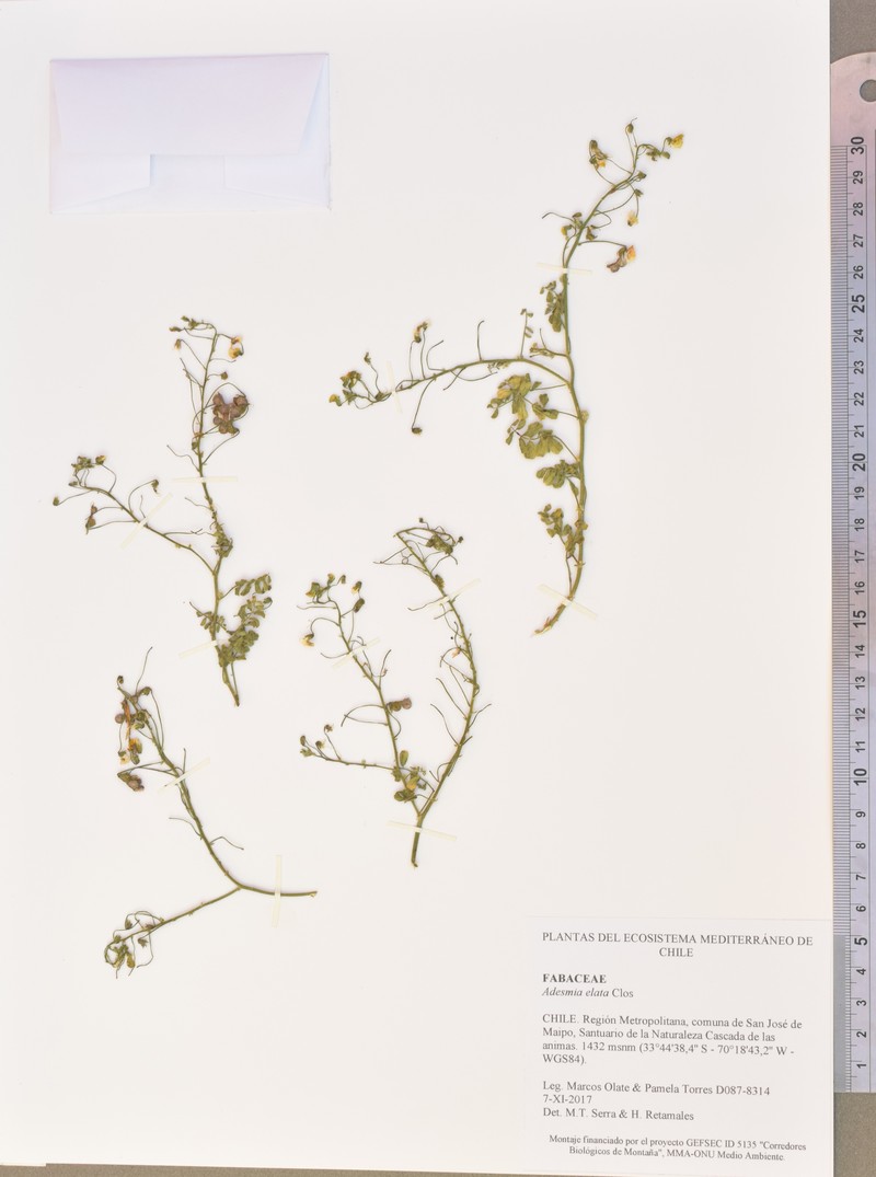 Adesmia elata