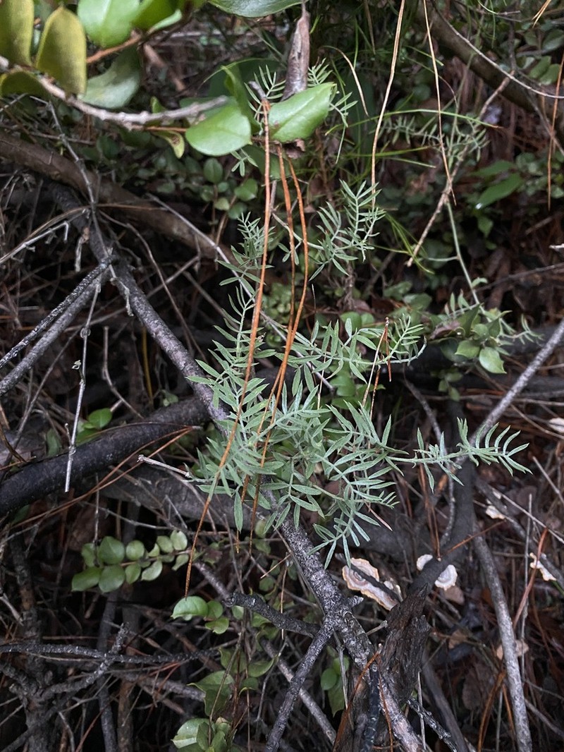 Adesmia elegans photo 3