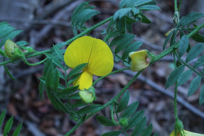 Adesmia elegans photo 4