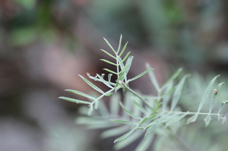 Adesmia elegans photo 6