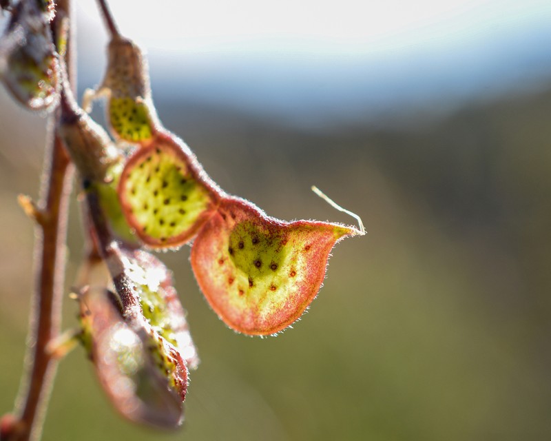Adesmia emarginata
