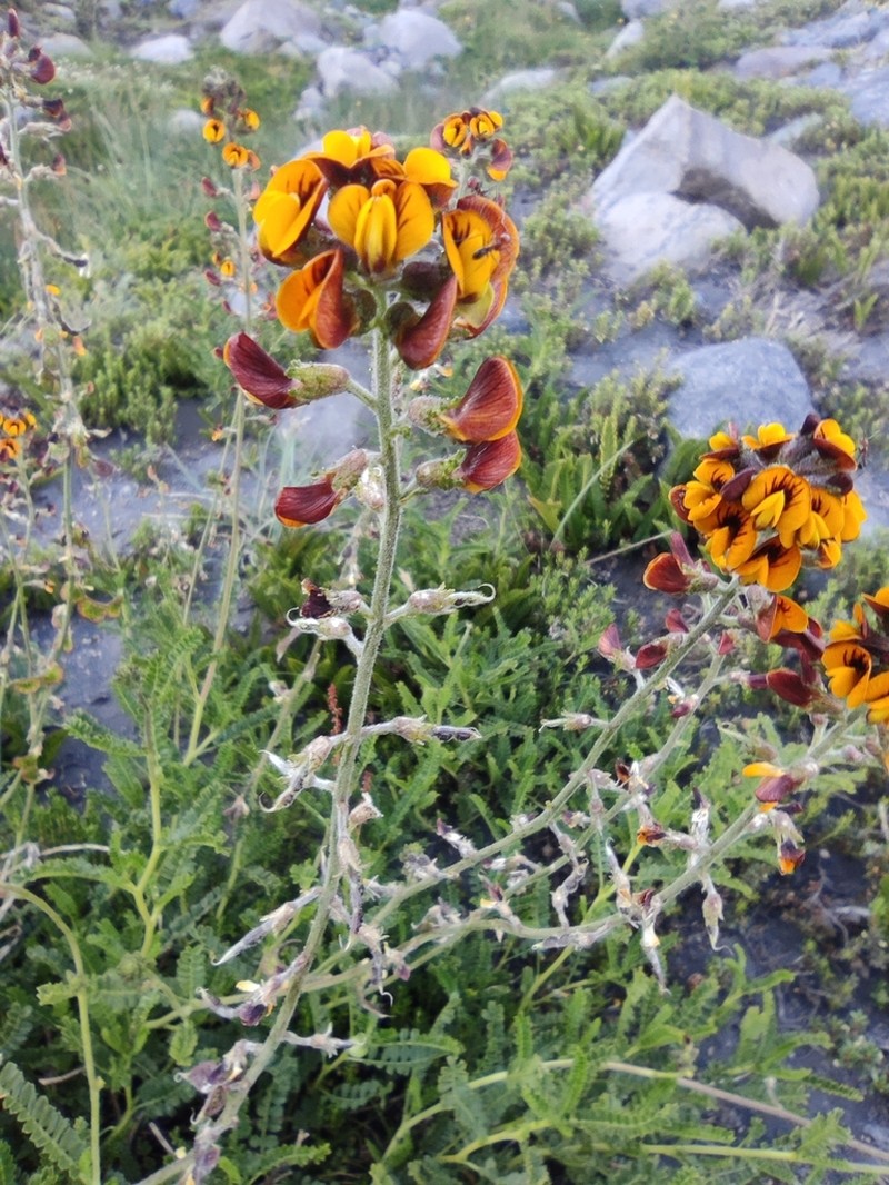 Adesmia emarginata photo 2
