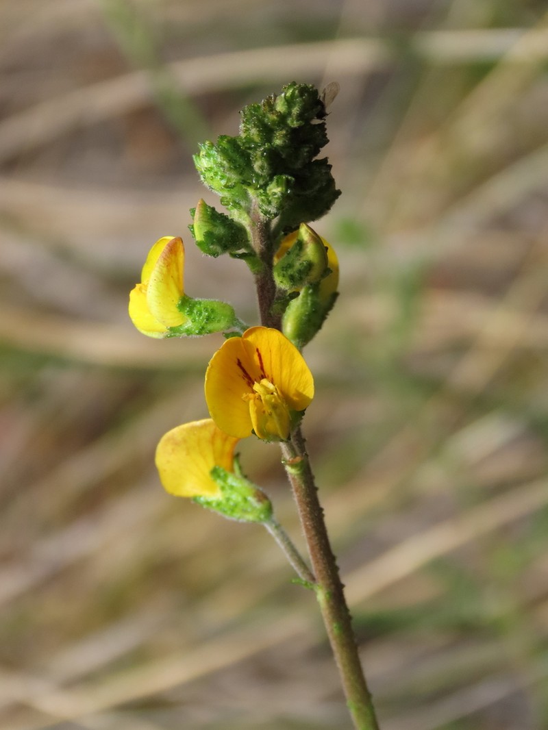 Adesmia emarginata photo 3
