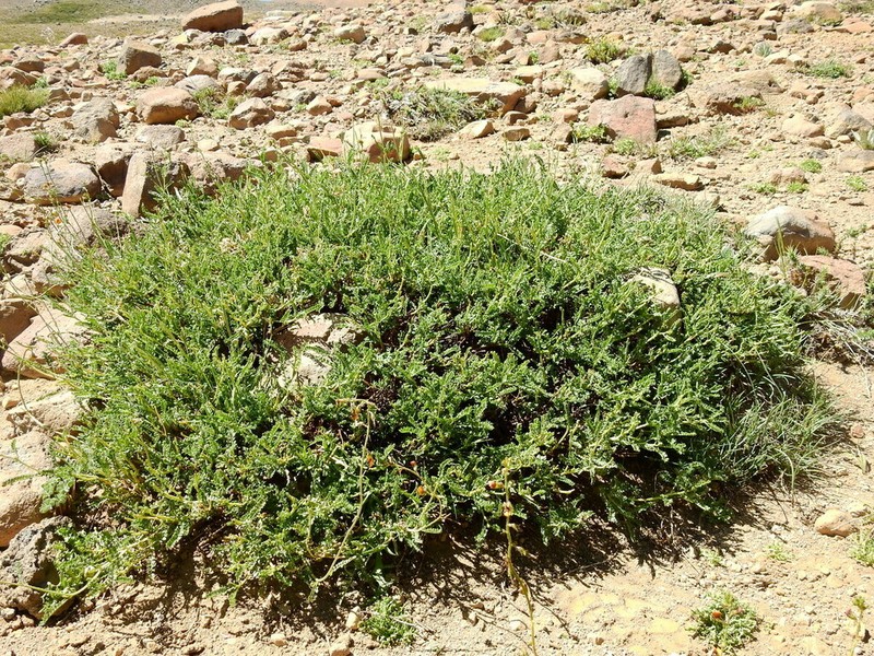 Adesmia emarginata photo 4
